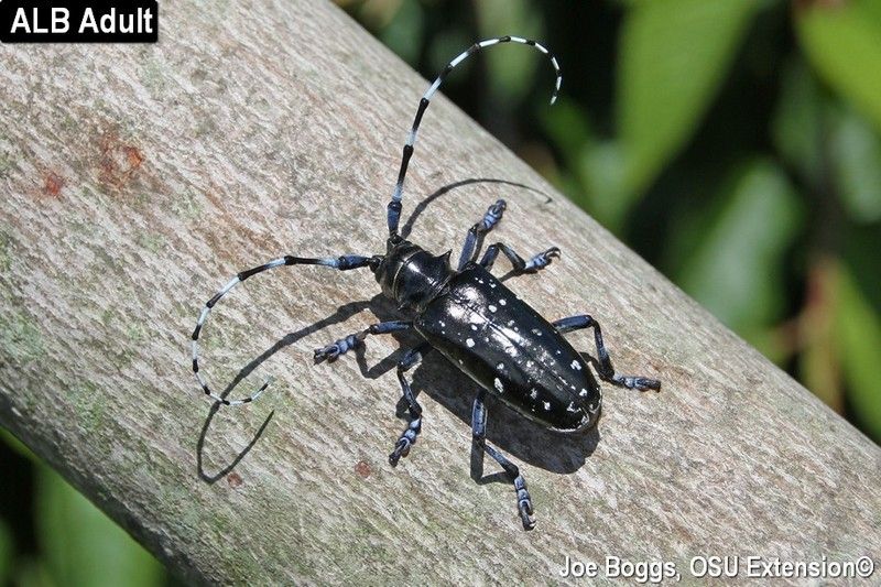 best of Longhorn picture Asian beetle