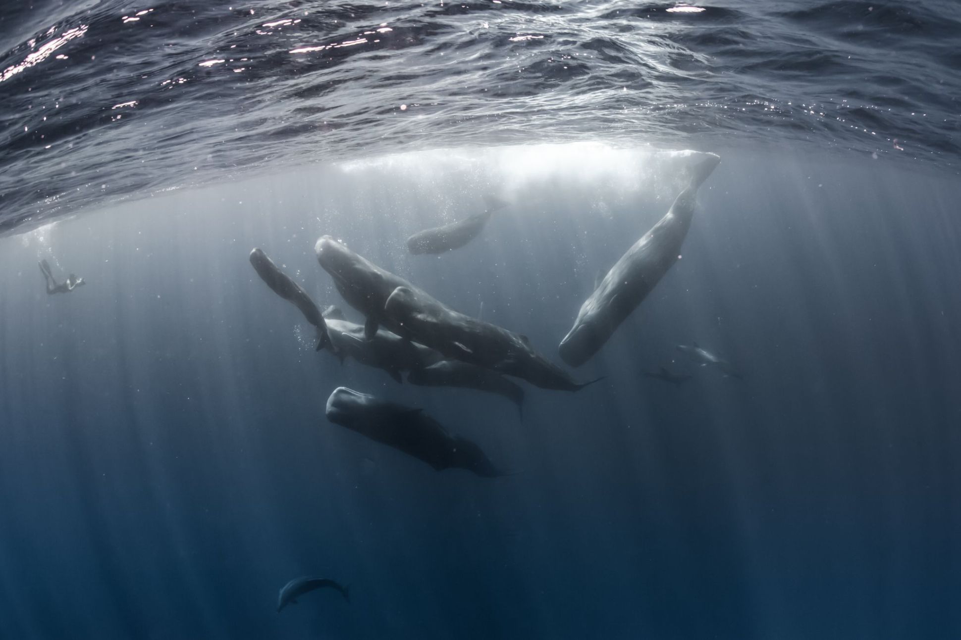 The giant biting sperm whale photos