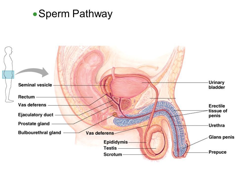 Penis mouths sperm behaier