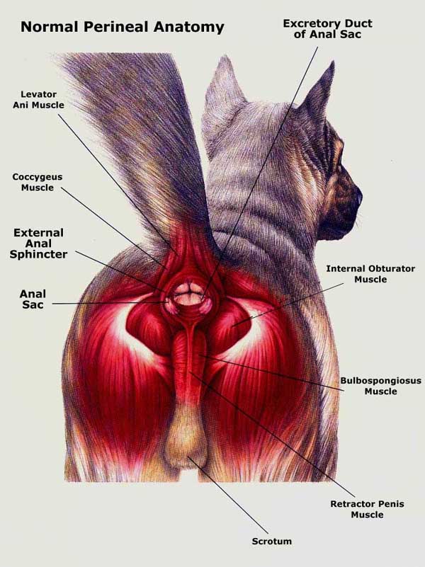 Picture of anal sac impaction