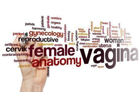 Average average vagina