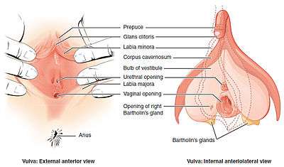 Airmail reccomend Pagets disease of the vulva picture