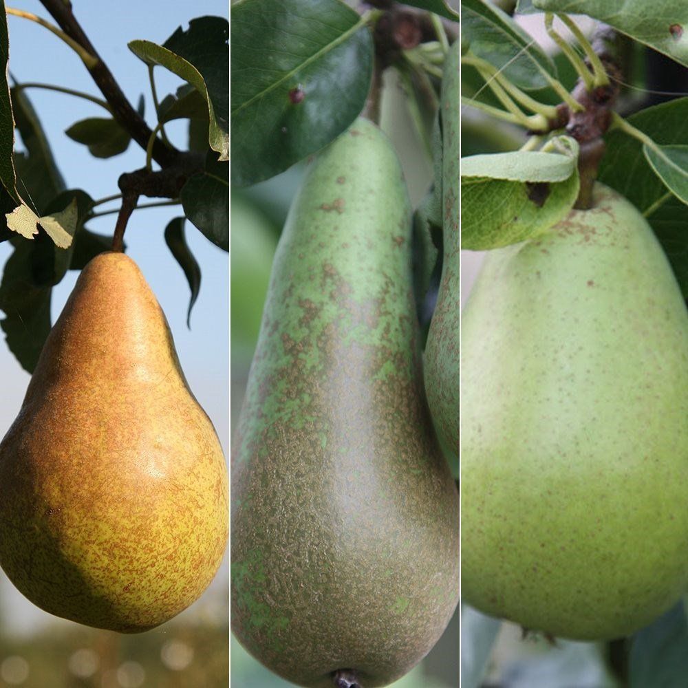best of Calorie in pear Asian