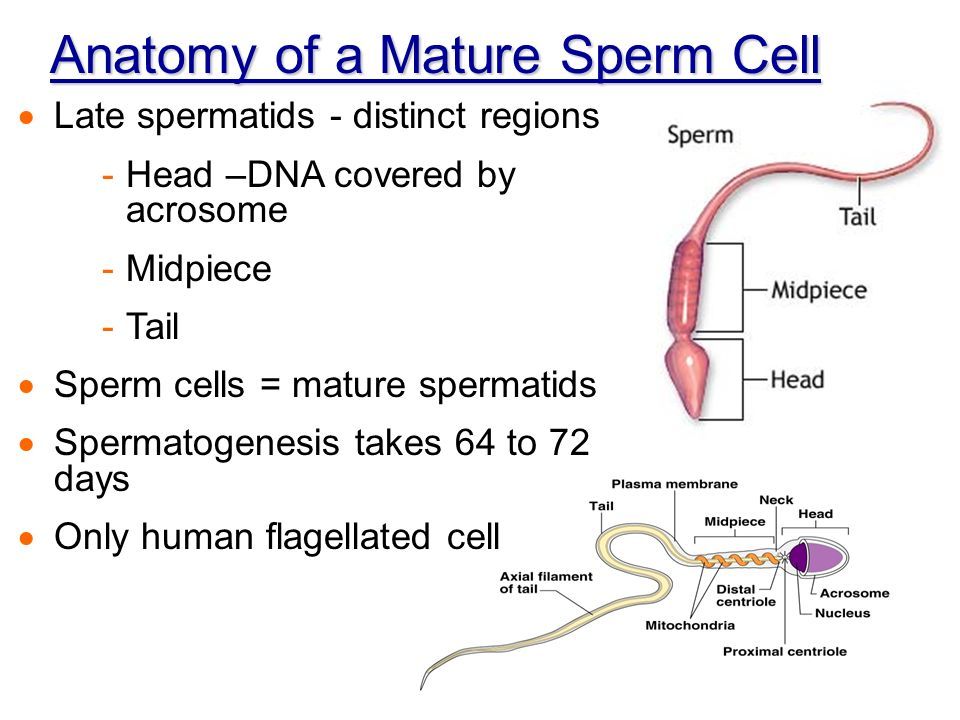 Boomerang reccomend Midpiece of the sperm