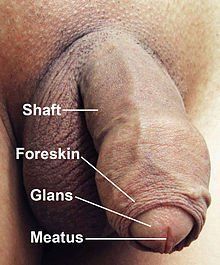 Uncut penis inside vagina