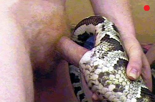 Snake sucks dick