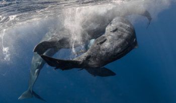 Neptune reccomend The giant biting sperm whale photos