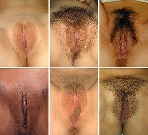 Womans anatomy vulva