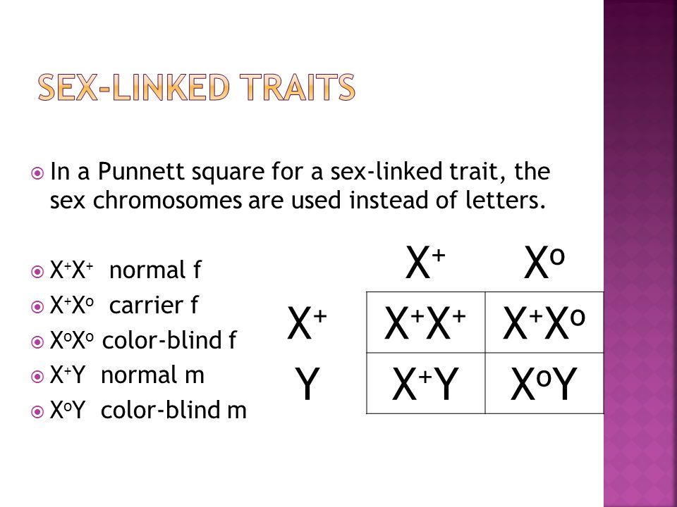 Chef recommendet sex linked punnett square cross Dihybrid