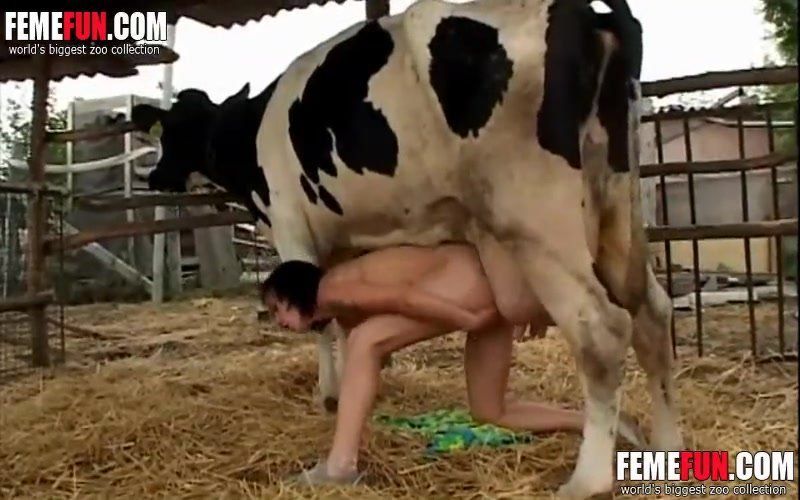 best of Cow milking like