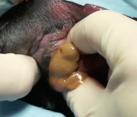 Vanilla B. reccomend Picture of anal sac impaction
