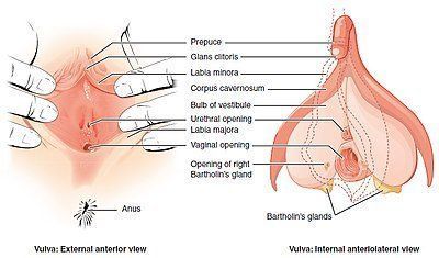 Snow C. reccomend Womans anatomy vulva
